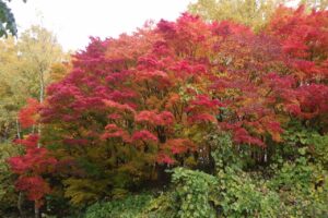 旭山紅葉情報2023年10月28日19第一駐車場入口のヤマモミジ