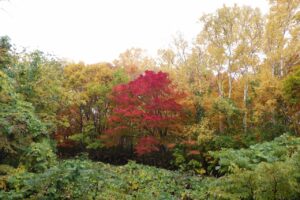 旭山紅葉情報2023年10月28日20旭山でいちばんきれいに色づくヤマモミジ