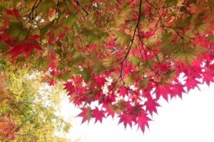 旭山紅葉情報2023年10月28日1ヤマモミジ