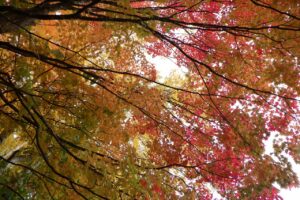 旭山紅葉情報2023年10月28日22ヤマモミジ下から