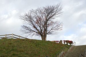 旭山紅葉情報2023年10月29日2展望台一本桜