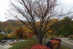 旭山紅葉情報2023年10月29日3展望台一本桜西側より