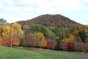 旭山紅葉情報2023年10月29日6円山と新桜並木