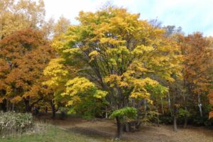 旭山紅葉情報2023年10月29日10遊具広場のイタヤカエデ