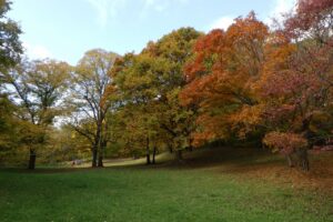 旭山紅葉情報2023年10月29日12遊具広場