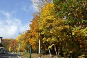 旭山記念公園2023年10月29日14道路沿い２