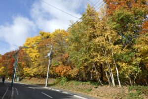旭山紅葉情報2023年10月29日13道路沿い１