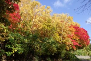 旭山紅葉情報2023年10月29日1冒頭第一駐車場入口