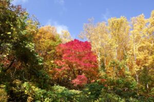旭山紅葉情報2023年10月29日17旭山でいちばんきれいに色づくヤマモミジ