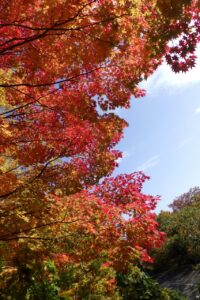 旭山紅葉情報2023年10月29日19旭山でいちばんきれいに色づくヤマモミジ近景
