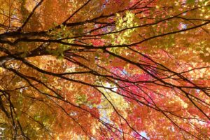 旭山紅葉情報2023年10月29日19旭山でいちばんきれいに色づくヤマモミジ真下から