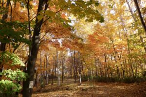 旭山紅葉情報2023年10月29日23記念樹の森ミュンヘンの森側から