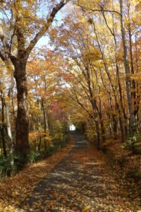 旭山紅葉情報2023年10月29日25森の家坂南側から
