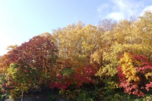 旭山紅葉情報2023年10月29日17第一駐車場西側