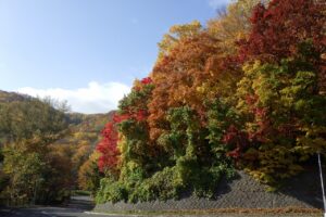 旭山紅葉情報2023年10月29日16第一駐車場入口のヤマモミジ第一駐車場内側から