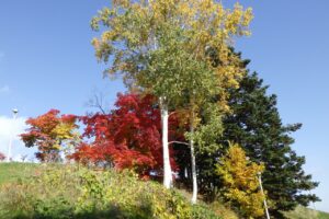 旭山紅葉情報2023年10月29日4展望台南側