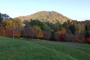 旭山紅葉情報2023年10月30日5円山と新桜並木