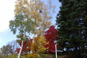 旭山紅葉情報2023年10月30日7展望台階段