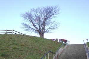 旭山紅葉情報2023年10月30日2展望台一本桜