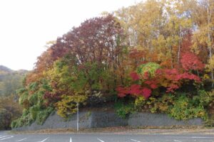 旭山紅葉情報2023年10月30日8第一駐車場入口付近1