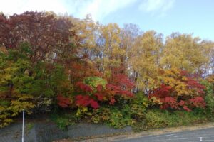 旭山紅葉情報2023年10月30日9第一駐車場入口付近2