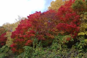 旭山紅葉情報2023年10月30日1第1駐車場入口のヤマモミジ