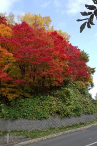 旭山紅葉情報2023年10月30日10第1駐車場入口のヤマモミジ