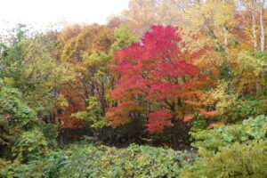 旭山紅葉情報2023年10月30日11旭山でいちばんきれいに色づくヤマモミジ