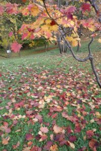 旭山紅葉情報2023年10月30日13ハウチワカエデ落葉