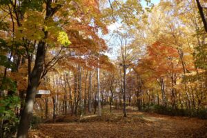 旭山紅葉情報2023年10月30日14記念樹の森付近