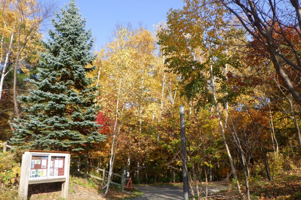 2023年10月31日紅葉の状況1