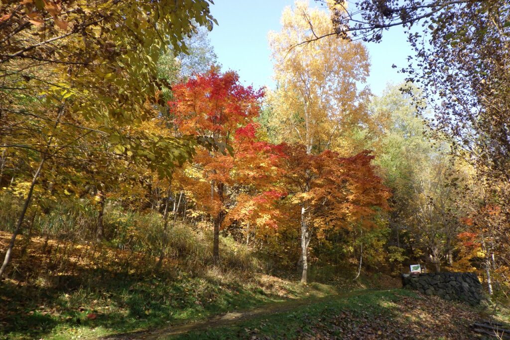 2023年10月31日紅葉の状況（巨木の谷）