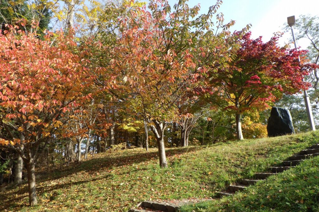 2023年10月31日紅葉の状況（ピクニックテラス）