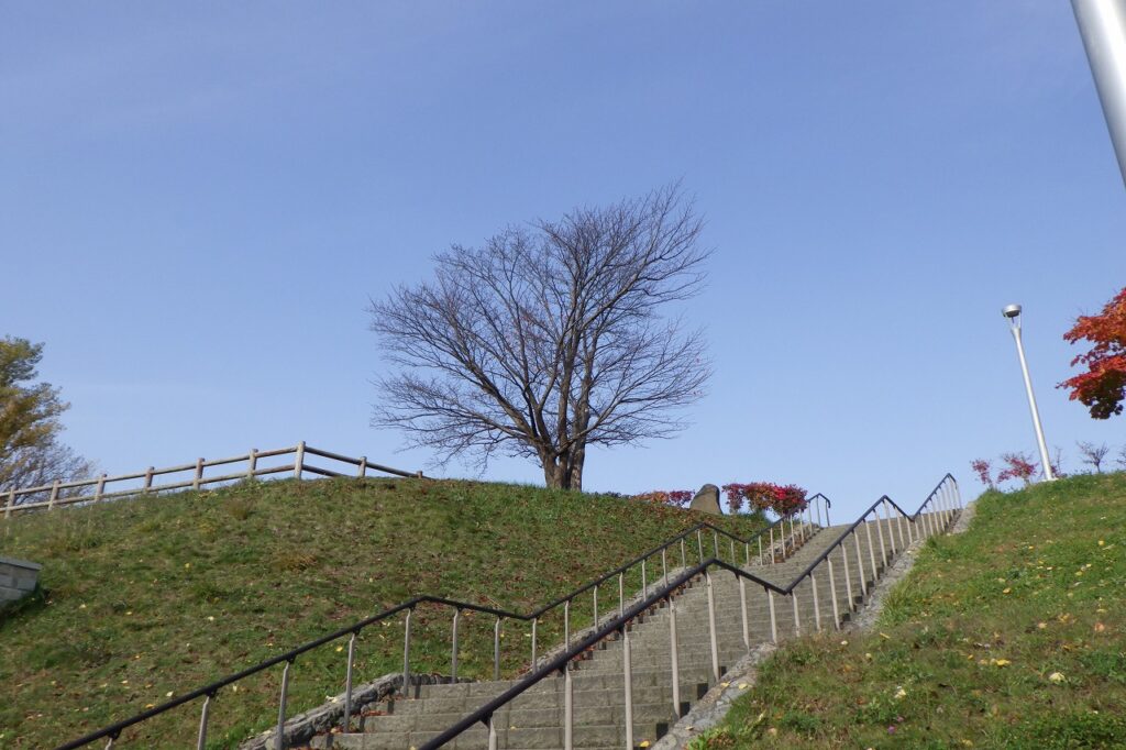 2023年10月31日紅葉の状況（展望台一本桜）