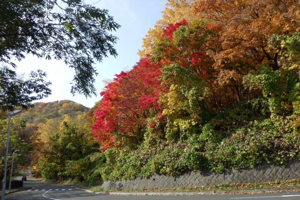 2023年10月31日紅葉の状況（第1駐車場）