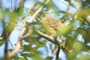 アオジ2023年10月21日
