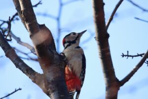 アカゲラ2023年10月27日