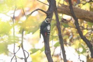 アカゲラ2023年10月21日