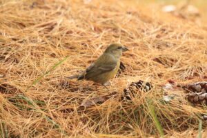 イスカ♀2023年10月21日旭山以外で撮影