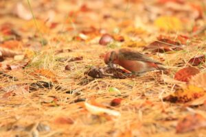 イスカ♂2023年10月21日旭山以外で撮影