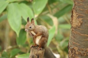 エゾリス2023年10月21日