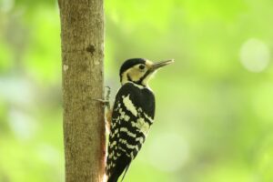 オオアカゲラ♀2023年10月13日