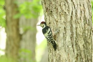 オオアカゲラ♂2023年10月6日