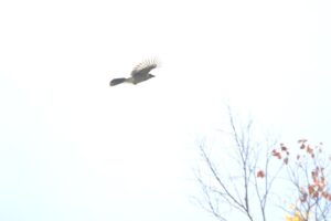 カケス2023年10月6日ミヤマカケス飛翔