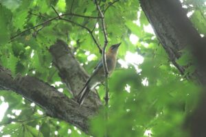 カケス2023年10月6日亜種ミヤマカケス