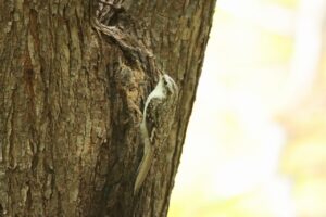 キバシリ2023年10月13日