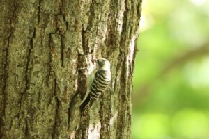 コゲラ2023年10月6日