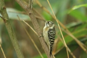 コゲラ2023年10月13日