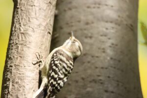 コゲラ2023年10月27日