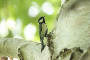 シジュウカラ2023年10月6日